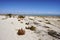 Hamelin Pool Marine Nature Reserve