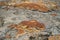 Hamelin Pool  most diverse and abundant examples of living marine stromatolites