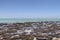 Hamelin Pool Stromatolites