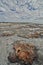 Hamelin Pool stromatolites. Gascoyne region. Western Australia