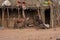 Hamer tribe kid feeding a goat