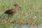 Hamerkop