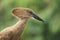 Hamerkop