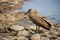 Hamerkop on the banks of the Mara River