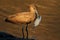 Hamerkop bird catching a fish