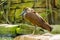 Hamerkop bird in closeup, tropical wading bird from madagascar, exotic animal species