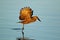 Hamerkop bird in flight over water