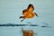 Hamerkop bird in flight over water