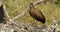Hamerkop bird preening - South Africa