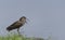 Hamerkop bird, Scopus umbretta,