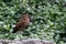 Hamerkop bird standing on the rocks of Crescent Island