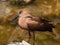 Hamerkop bird wading in water