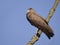 Hamerkop on branch