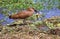 Hamerkop catching a frog in Kruger National Park