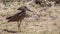 Hamerkop in Field Looking Right