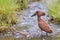 Hamerkop Fishing A Stream