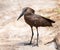 Hamerkop from front