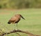 Hamerkop by the Gambia River
