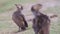 Hamerkop on Grass Scratching