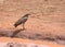 Hamerkop Hammerkop in a puddle