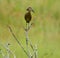 Hamerkop or Hammerkop  scopus umbretta  is a wading bird brown in color with long beaks