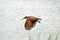 Hamerkop, Hamukungu, Uganda