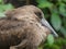 Hamerkop looking out at the world