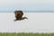 Hamerkop in mid flight