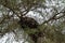 Hamerkop`s nest, Queen Elizabeth National Park, Uganda