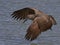 Hamerkop Scopus umbretta