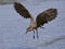 Hamerkop Scopus umbretta