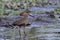 Hamerkop Scopus umbretta