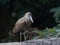 Hamerkop Scopus umbretta