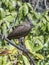 Hamerkop Scopus umbretta