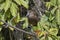 Hamerkop Scopus umbretta