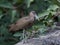 Hamerkop Scopus umbretta