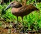 Hamerkop (Scopus umbretta)