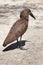 Hamerkop (Scopus umbretta).