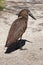 Hamerkop (Scopus umbretta).