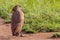 Hamerkop - Scopus umbretta