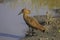 Hamerkop, scopus umbretta, Adult standing near Water, Masai Mara Park in Kenya