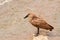 Hamerkop Scopus Umbretta Bird in South Africa