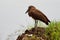 Hamerkop - Scopus umbretta  medium-sized brown wading bird. It is the only living species in the genus Scopus and the family