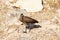 Hamerkop Scopus umbretta on a rock.