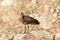 Hamerkop Scopus umbretta on a rock.