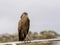 Hamerkop, Scopus umbretta, sid on boat construction, Awassa, Ethiopia