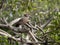 Hamerkop, Scopus umbretta, sid he in tree branches, Lake Awassa, Ethiopia