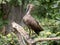 the Hamerkop, Scopus umbretta, stands on a log and observes the surroundings