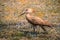 Hamerkop standing on the bank of a lake