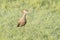 Hamerkop standing in grass on savannah